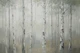 Whispering Birch Grove