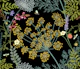 Wild Herbs (small)