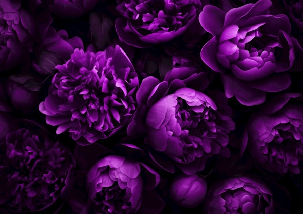 Midnight Garden Opulent Flowers Plum Blue