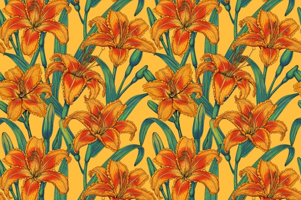 Tawny daylily flowers