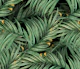 Palm Leaves (black BG)
