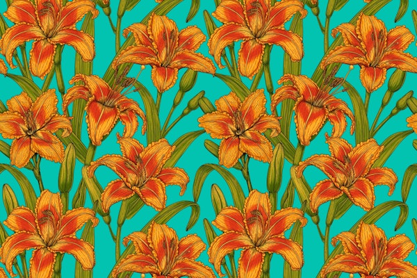 Tawny daylily flowers 2