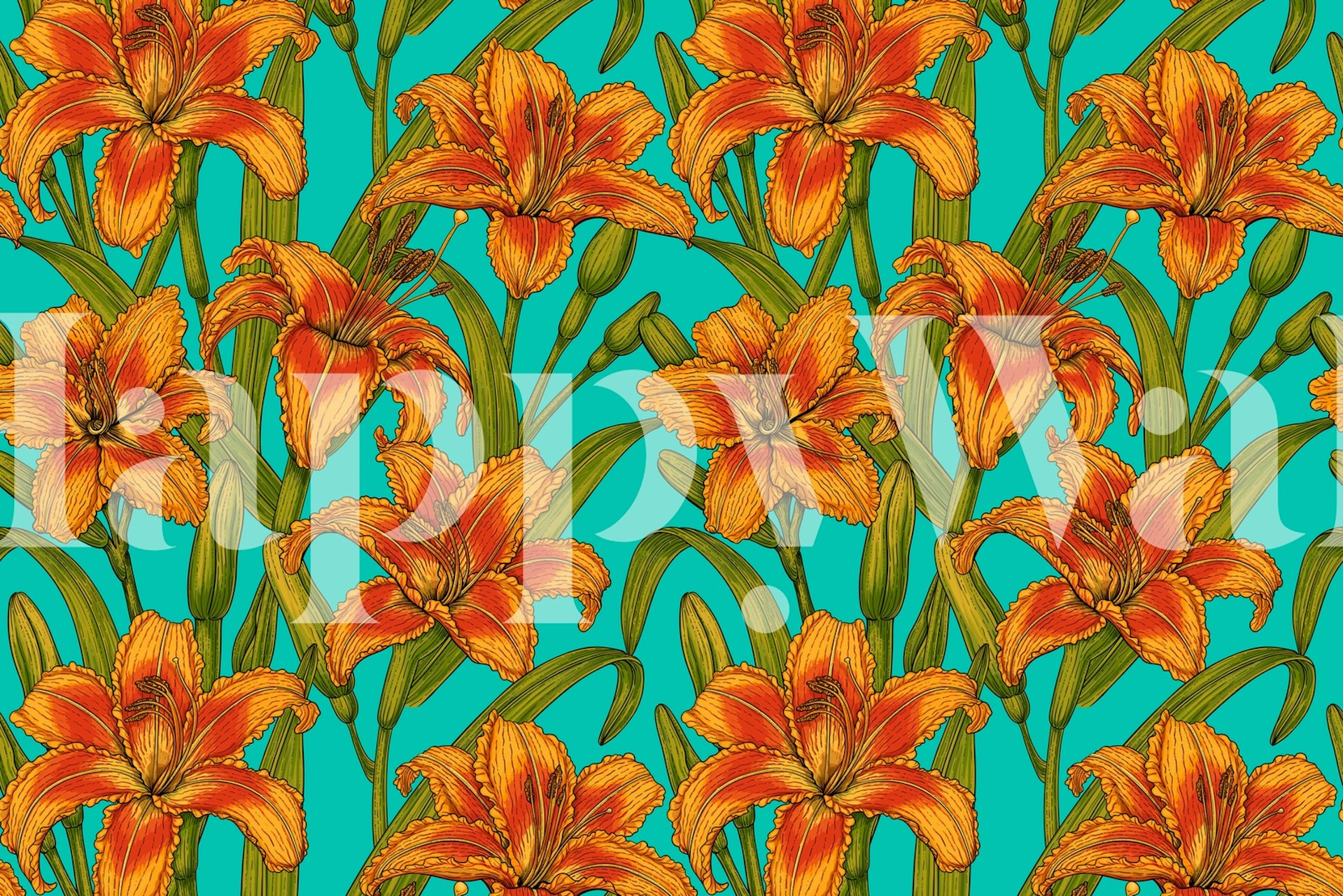 Orange tawny daylily flowers on teal background wallpaper