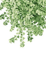 Ivy Delight 2 wallpaper