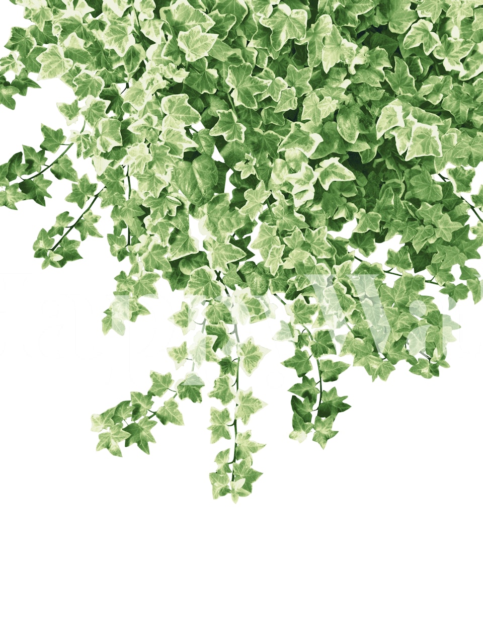 Lyxigt ivy wallpaper i ett rum