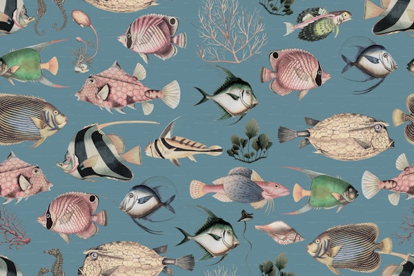 Oceania Rhapsody Display