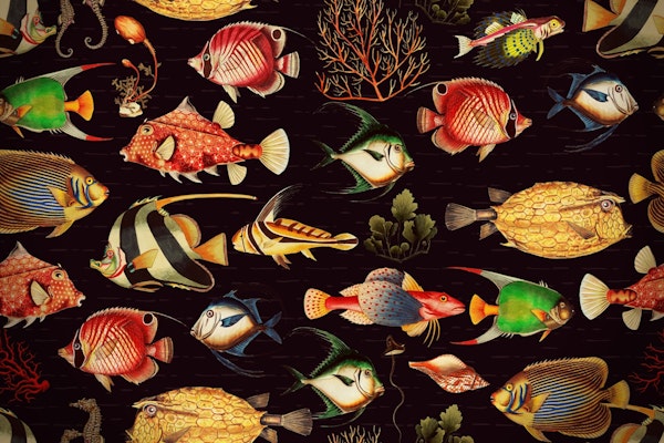 Tropical Marine Oceania Life