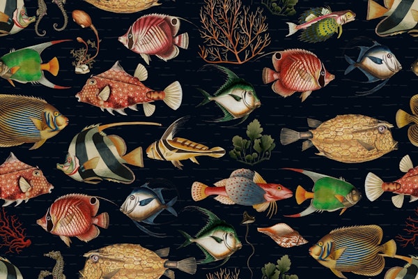 Tropical Oceania Marine Life