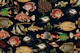Oceania Wonders