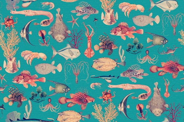 Aquatic Oceania Life Extravaganza