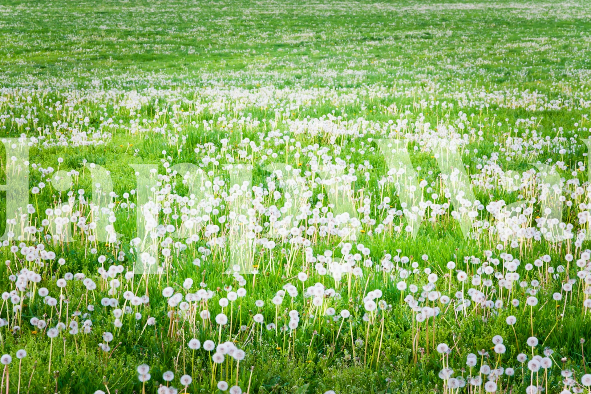 Field of white dandelions on green grass wallpaper