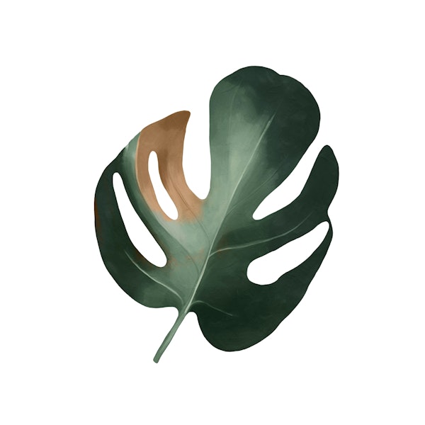 Botanical Monstera Essence