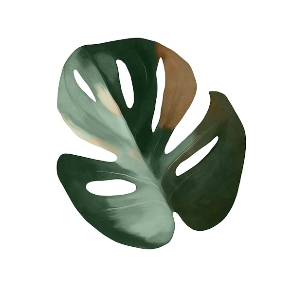 Monstera Green Haven