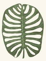 Botanic Leaf Oasis papel pintado