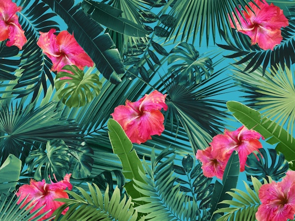 Tropical Hibiscus Flower 1