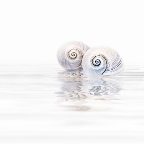 Snail Shells On Water