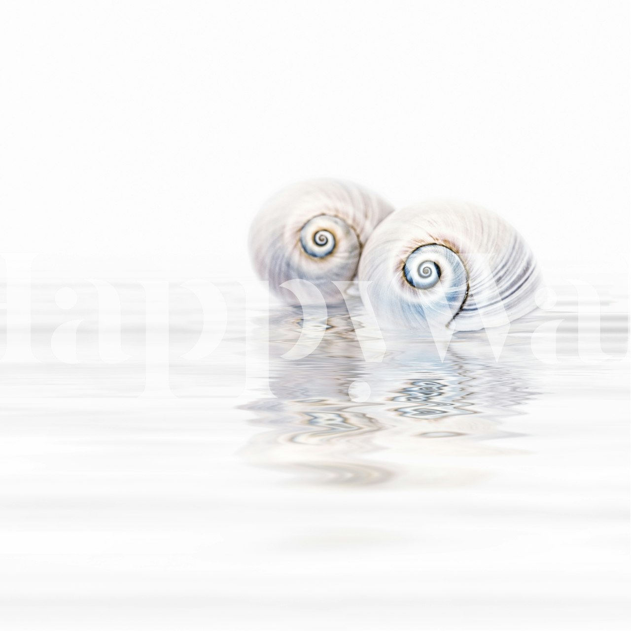 Tapetti Snail Shells On Water