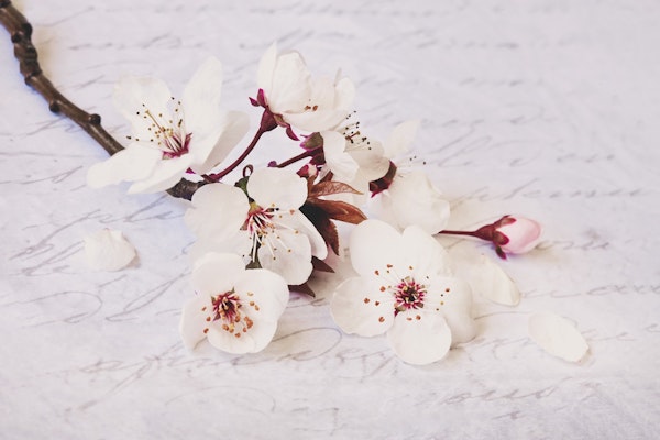 Nostalgic Cherryblossom