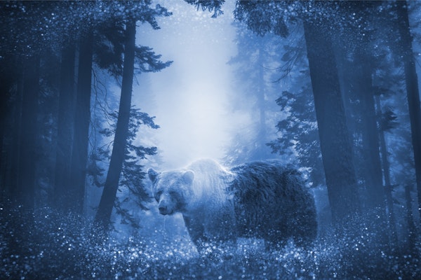 Bear Mystic Wood