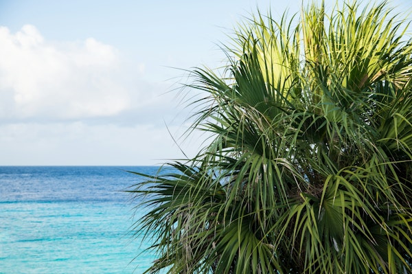 Caribbean Paradise Palms 1