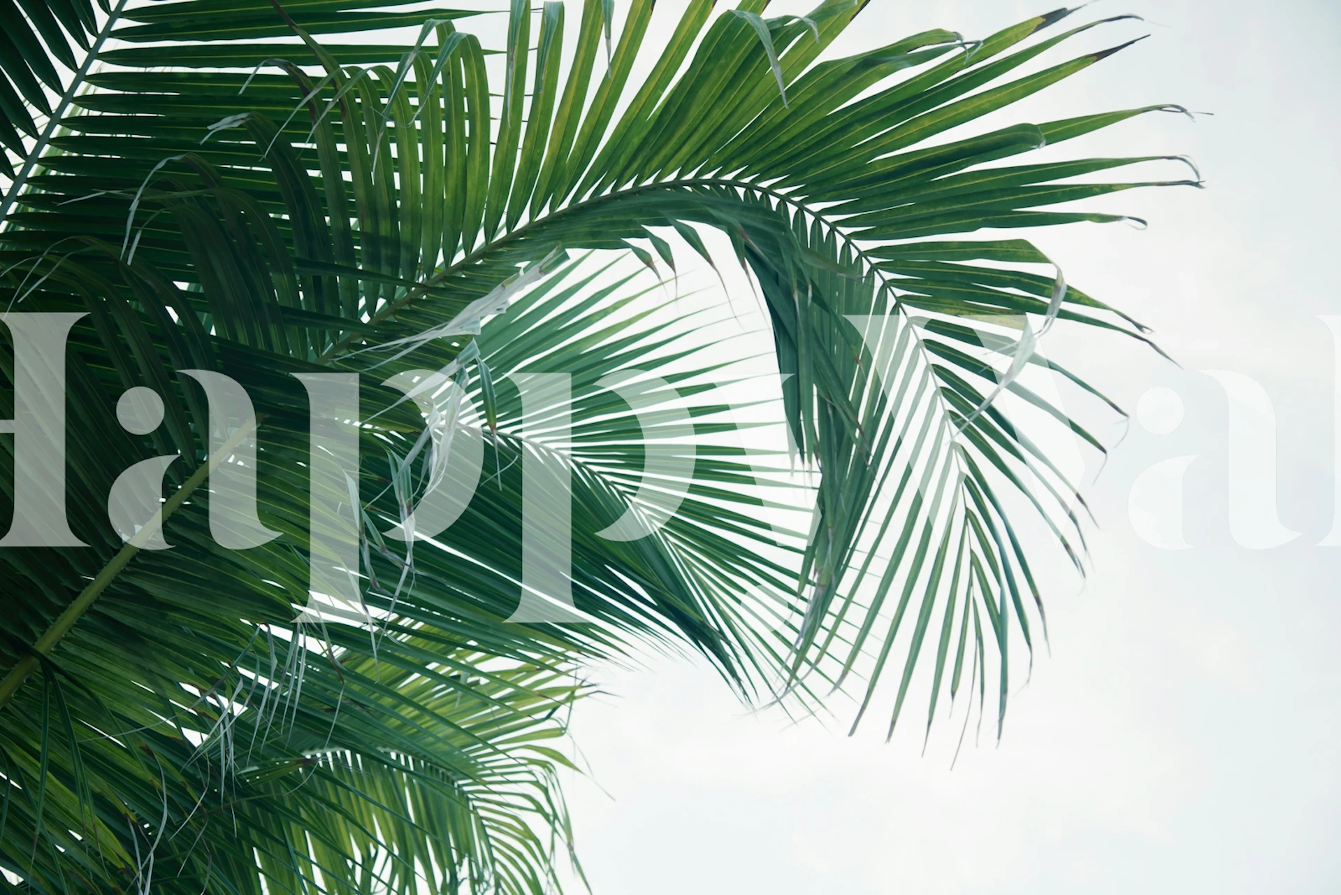 Lush Caribbean Palms tapet i et rum