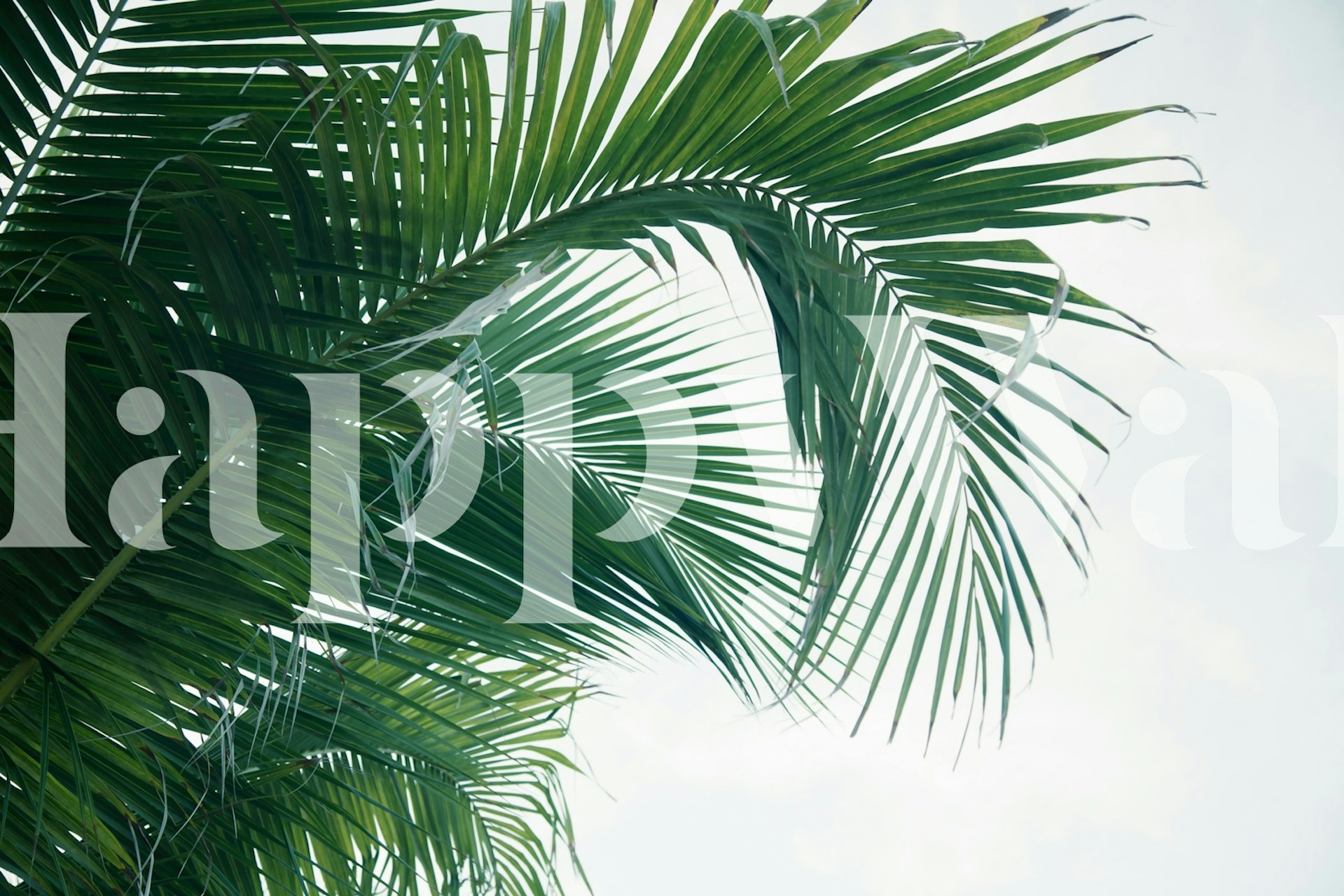 Lush Caribbean Palms tapet i ett rum