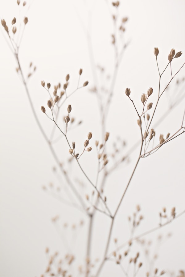 Wildflower Natural Beige (Rainkohl)