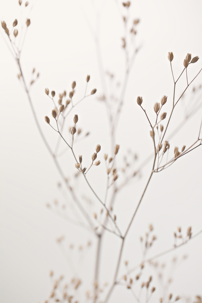 driedflowers