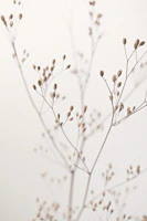 Wildflower Natural Beige (Rainkohl) tapet