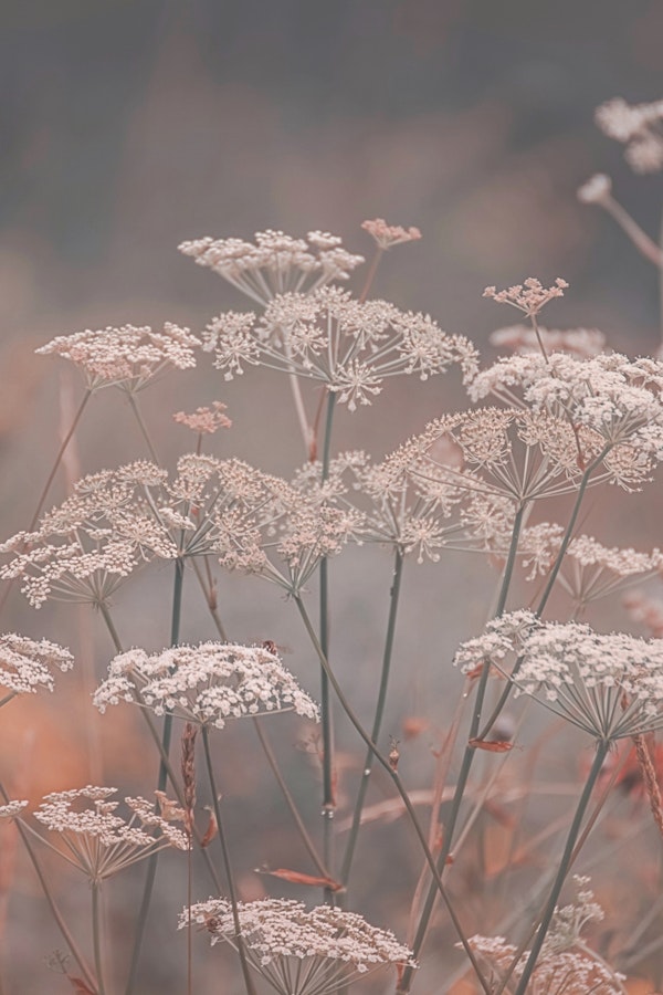 Bohemian Garden Charm Peach