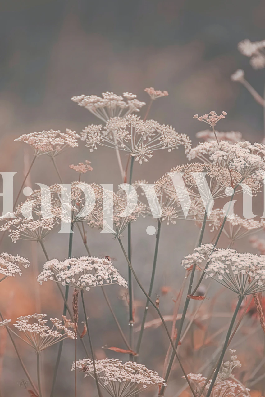 Faded peach floral wallpaper featuring delicate white flowers