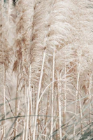 Pampas Reed Madeira 02 tapet