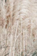 Pampas Reed Madeira 02