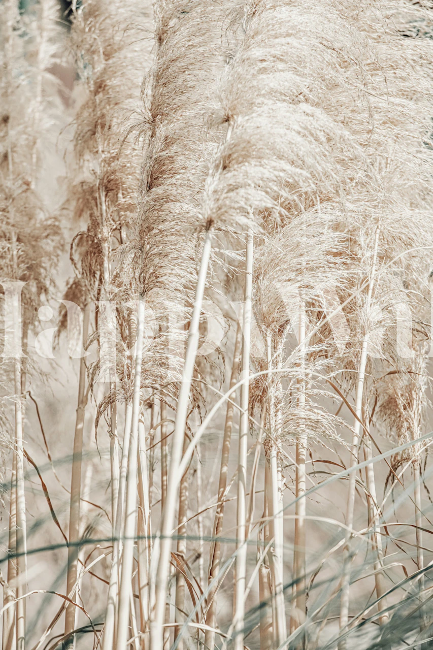 Pampas Reed Madeira 02 tapetti huoneessa