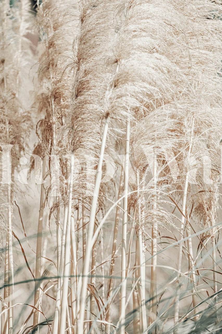 Pampas Reed Madeira 02 wallpaper in a room