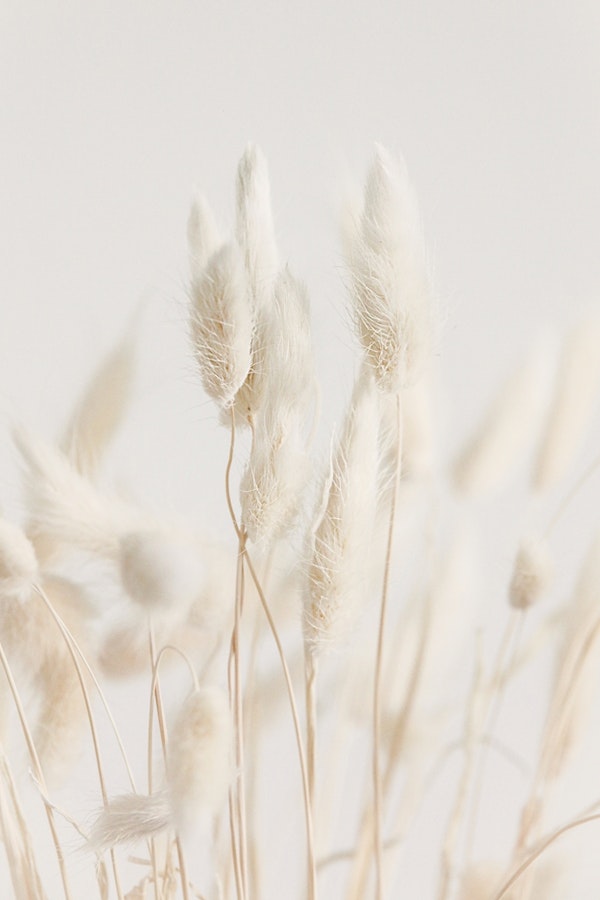 Plush Grass Breeze Lagurus