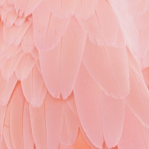 Pink Feathers Texture