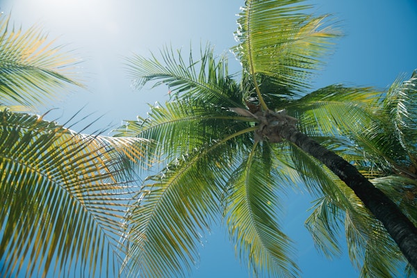 Caribbean Paradise Palms 2