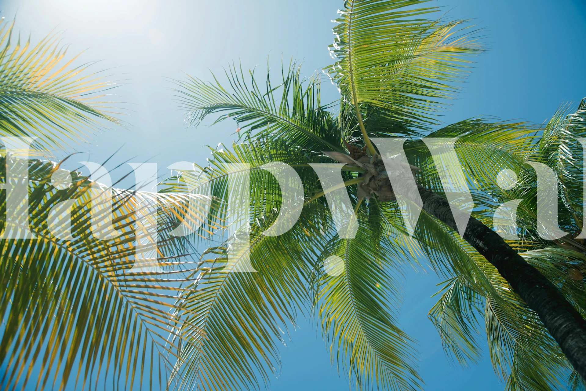 Caribbean Paradise Palms tapet i et rum