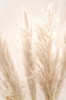 Soft Pampas Whispers 08 tapety