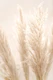 Soft Pampas Whispers 08