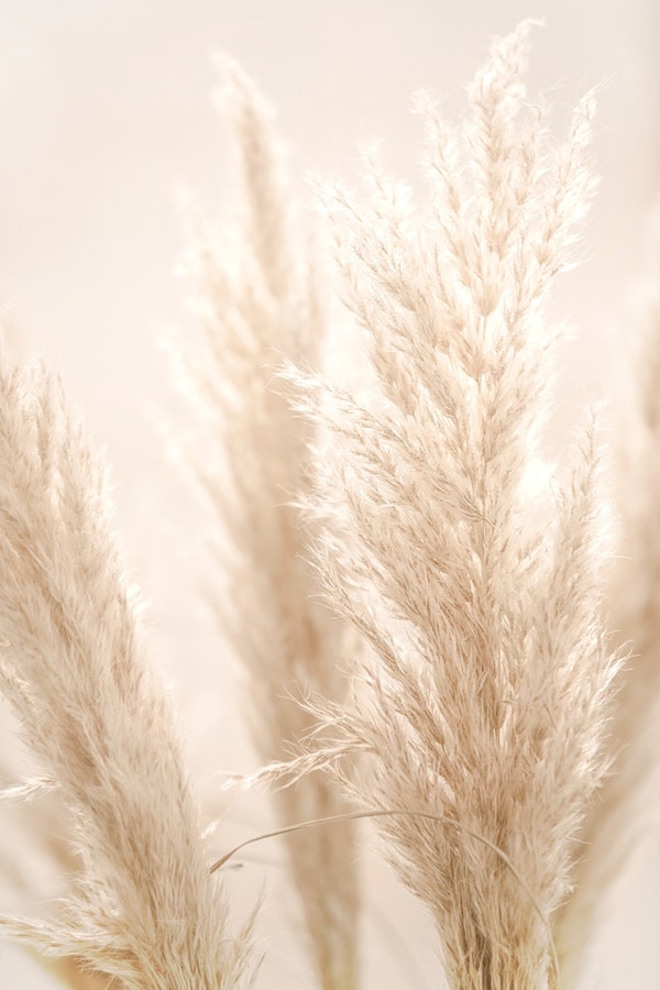 Soft Pampas Whispers 08