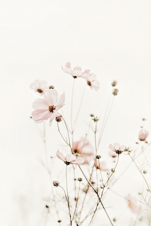 Cosmea Dream Dance Elegance