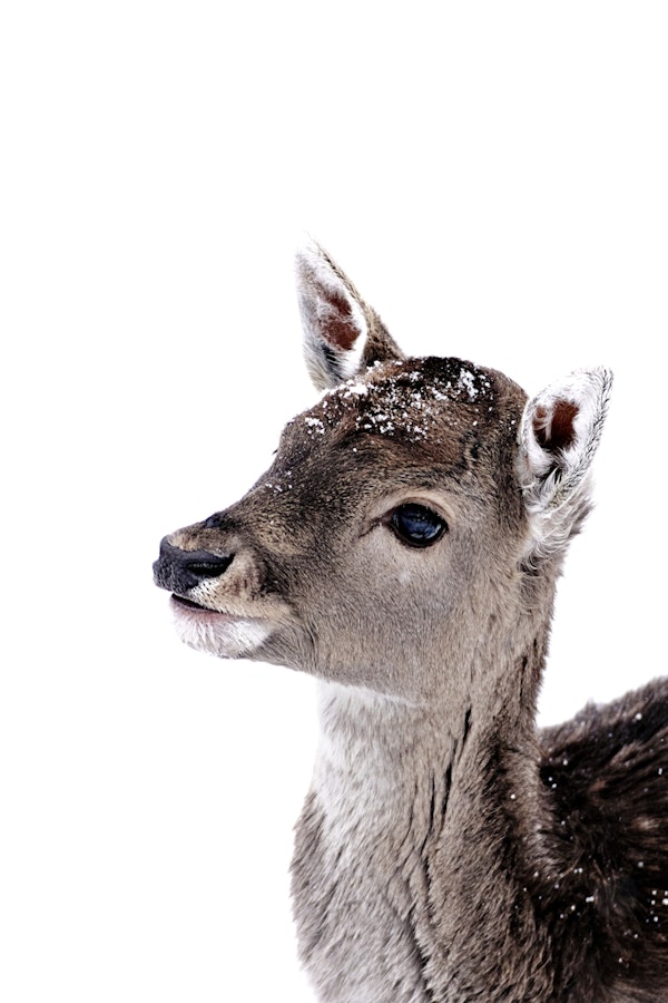 Little Fawn Fiona
