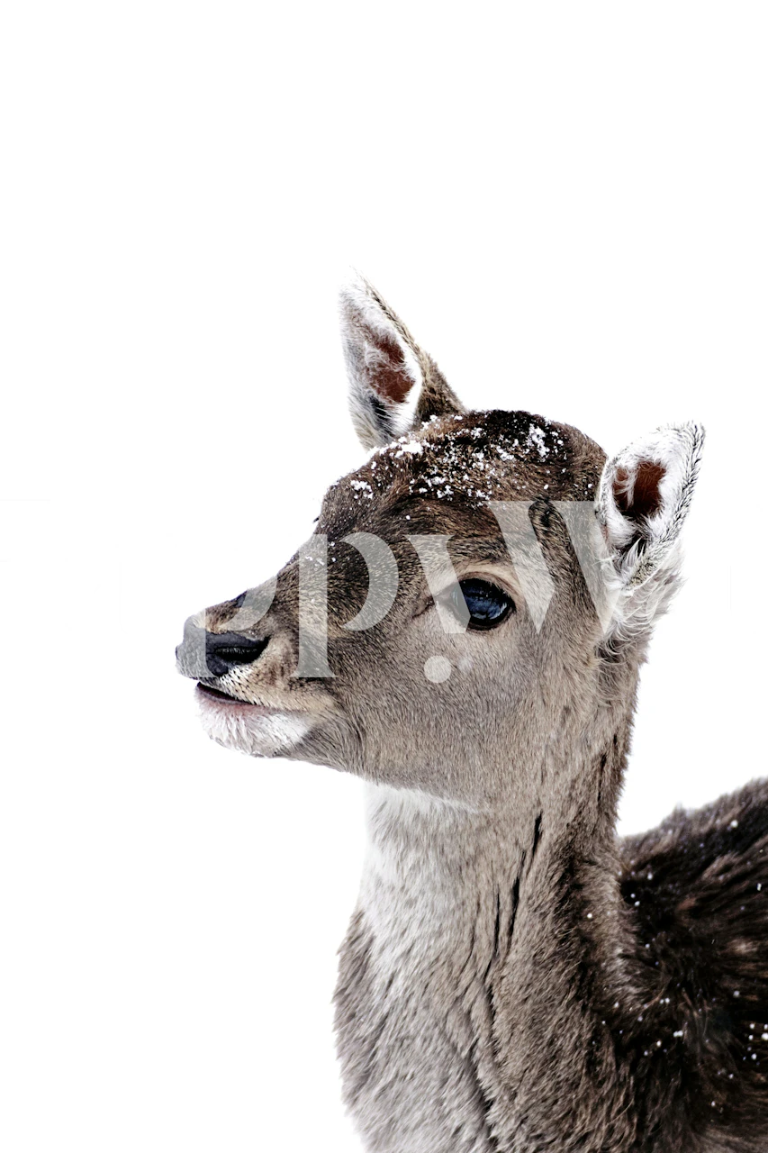 Little Fawn Fiona wallpaper in a room