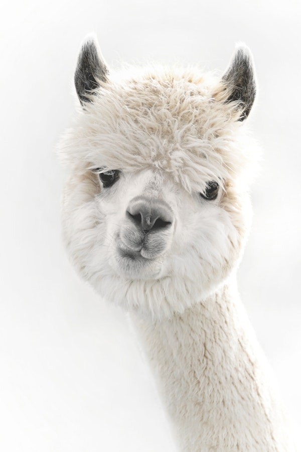 Peeky Alpaca Fluffness