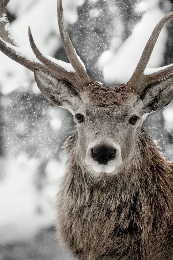 Majestic Stag in Snowfall