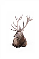 Winter Stag Portrait papiers peint