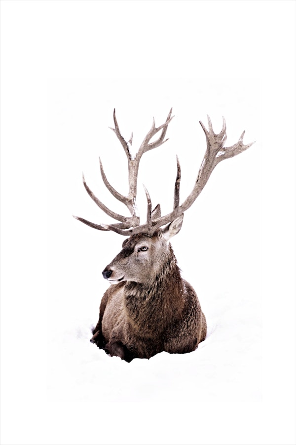 Winter Stag Portrait