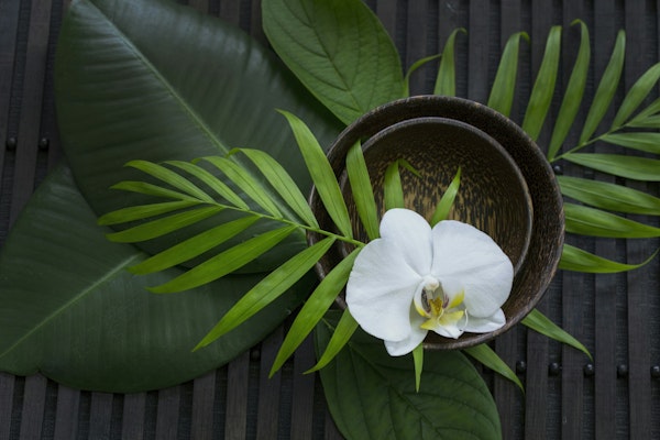 Tropical Orchid and Greenery Calm